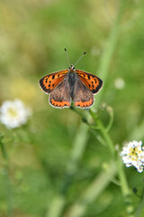 Obraz premium A spotted redwing butterfly sits on a thin green plant stem Its wings are orange with black spots Close-up of the insect fauna flora nature
