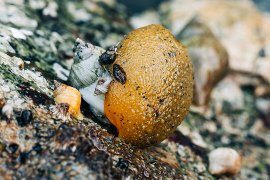 A monterey dorid sea lemon nudibranch at low tide