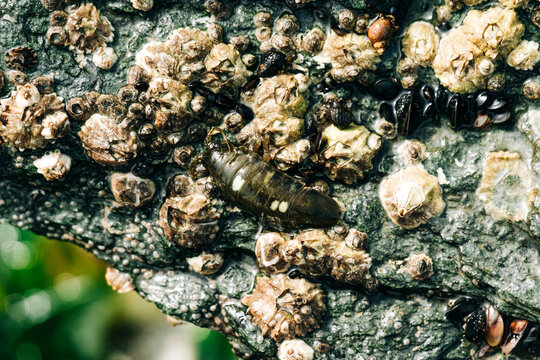 Closeup view of a rockweed isopod during low tide
