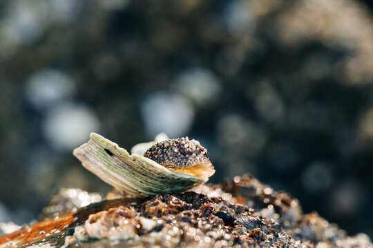 A barnacle-eating nudibranch on a clam shell
