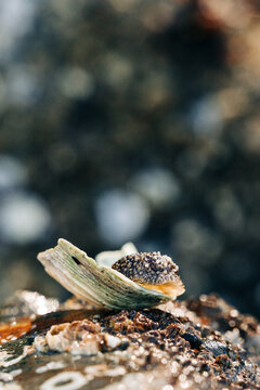 A barnacle-eating dorid on a clam shell at low tide