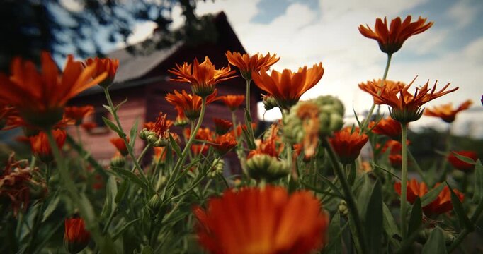 Vivid Orange Flowers Against a Majestic Backdrop