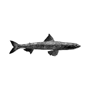 vintage vector illustration of a lizardfish, presented in a black and white hand-drawn engraving style with intricate stippling texture, isolated on a white background.