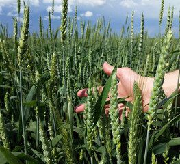 a man's hand among the green ears of ripening wheat or barley. the farmer touches the ears and...