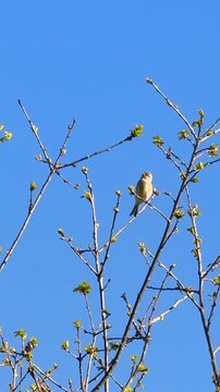 bird on a branch, Bluth&auml;nfling Paar (Linaria cannabina) singend in Eiche vor blauem Himmel &ndash; morgendliche Naturaufnahme