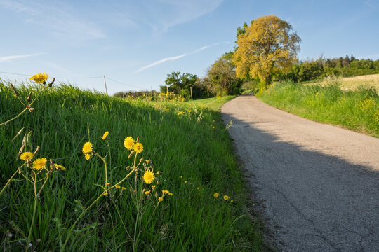 A close‑up of Hieracium sabaudum (Savoy hawkweed) blooming in yellow along a rural roadside verge in Montefeltro, Italy, in spring. Perennial hawkweed