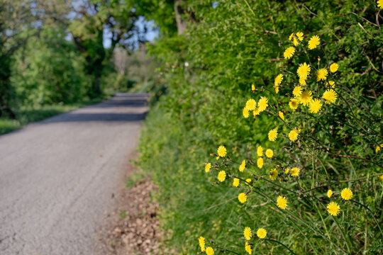 A close‑up of Hieracium sabaudum (Savoy hawkweed) blooming in yellow along a rural roadside verge in Montefeltro, Italy, in spring. Perennial hawkweed