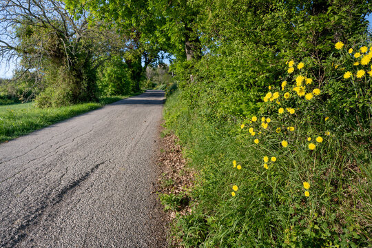 A close‑up of Hieracium sabaudum (Savoy hawkweed) blooming in yellow along a rural roadside verge in Montefeltro, Italy, in spring. Perennial hawkweed in a grassy, disturbed margin