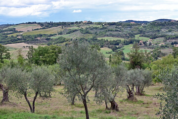 Obraz premium Camprena, il panorama sulle colline del senese dal Monastero di Sant'Anna in Camprena, Siena, Val d'Orcia, Toscana