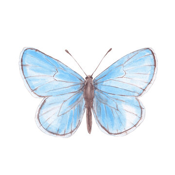 Blue Spring Butterfly Watercolor Illustration