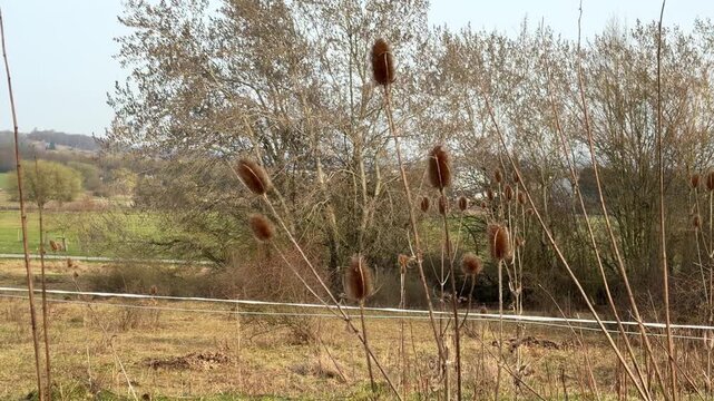 Dried teasel plants standing in a rural field with trees in the background