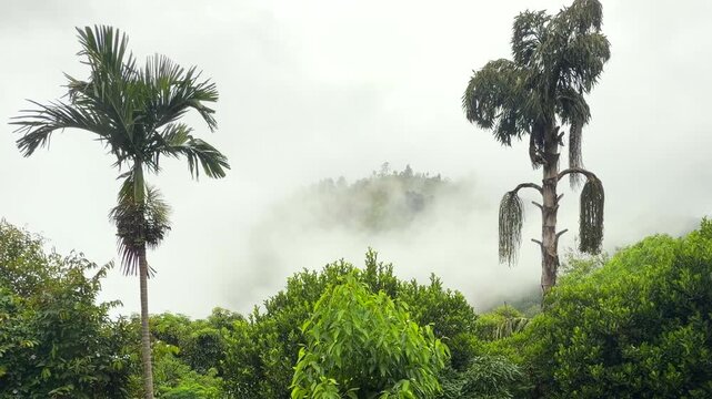 mist rolling over forest Sri Lanka tropical hills clouds moving through trees