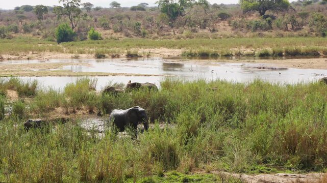 Two African elephants move slowly through a reed-fringed watering hole in Kruger National Park, South Africa, filmed in slow motion.