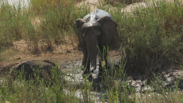 An African elephant (Loxodonta africana) squirts water on its underside with its trunk, ears flapping, while a baby elephant wallows nearby. Slow motion, Kruger National Park, South Africa.