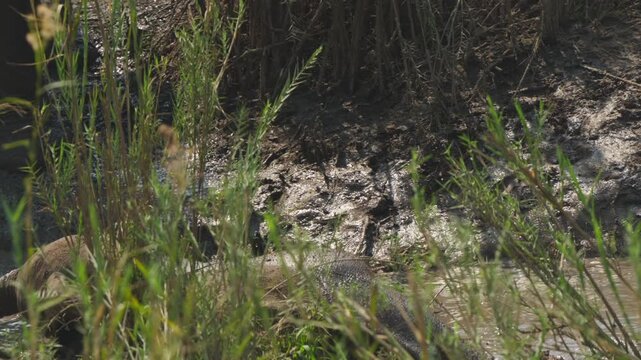 A playful elephant calf splashes and rolls in shallow muddy water among tall reeds in Kruger National Park, filmed in slow motion close-up.