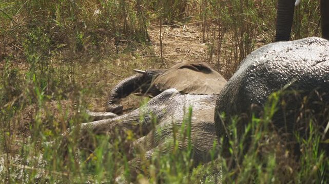 An elephant calf wallows contentedly in shallow mud while adult elephants stand nearby, filmed in slow motion in Kruger National Park.
