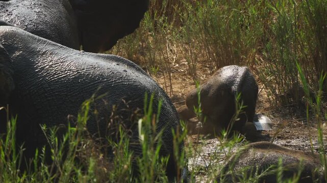 An elephant calf rolls and wallows in muddy shallows as adults stand close by in Kruger National Park, captured in slow-motion close-up.