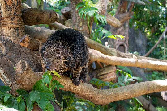 Binturong bearcat on tree branch in tropical habitat wildlife scene
