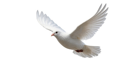 Obraz premium White Dove Flying with Extended Wings and Feathers