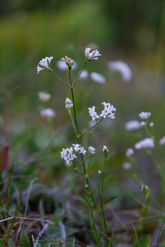 Macro photo of a dyer woodruff flower, Asperula tinctoria