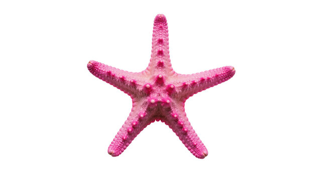 Vibrant pink starfish with textured surface and small white dots
