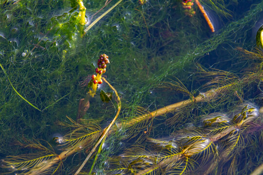 Ceratophyllum demersum aquatic plant in a stream