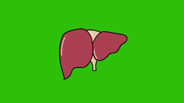 vector illustration of a human liver