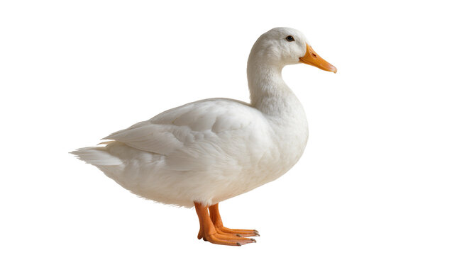 White Pekin Duck Standing Profile View