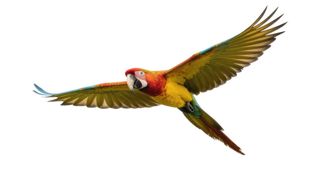 Red-and-green Parrot Flying with Extended Wings