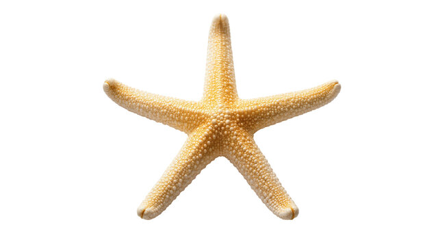 Sandy yellow starfish with textured surface and five arms