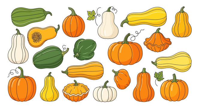 Variety of colorful squash and pumpkins.