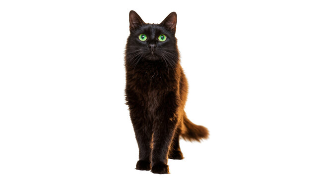 Longhaired black cat standing full body portrait with green eyes