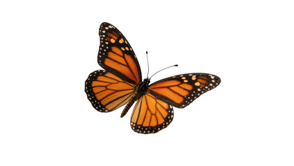 Vibrant Monarch Butterfly with Orange Wings and Black Veins © Ophelia