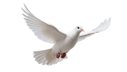 Fototapeta premium White Dove Flying with Extended Wings and Pink Feet