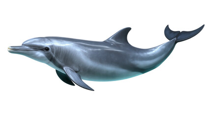 Fototapeta premium Gray sleek Dolphin swimming gracefully with dark fins and snout