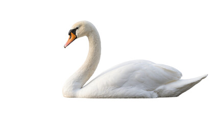 Fototapeta premium White Mute Swan Resting with Curved Neck and Orange Beak