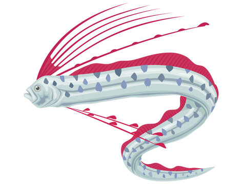 深海魚リュウグウノツカイ