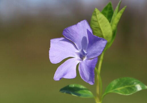 Vinca minor (lesser periwinkle) flower