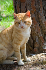 Obraz premium Ginger Cat Sitting Outdoors Near Tree