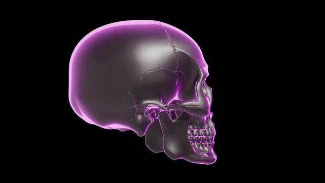 Transparent purple skull model rotates slowly against a black background, showcasing intricate details of the cranial structure and jawline in a continuous motion sequence