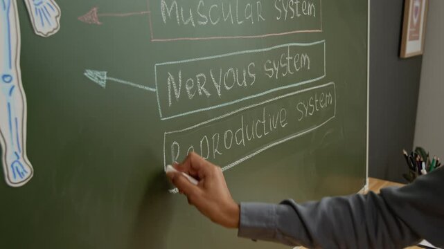 Medium pan shot of young Hispanic female teacher writing reproductive system on diagram with human body anatomy on chalkboard, introducing new lesson subject to middle school students