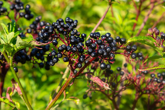 Black danewort Sambucus ebulus berries close-up at summer
