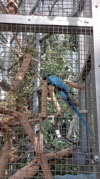 Un ara en cage