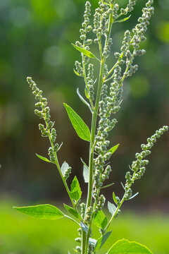 Chenopodium album, edible plant, common names include lamb's quarters, melde, goosefoot, white goosefoot, wild spinach, bathua and fat-hen