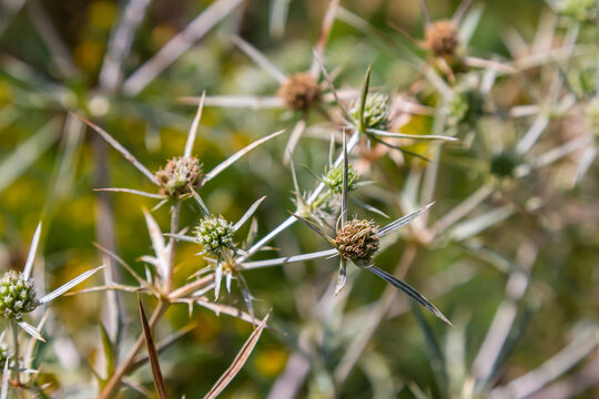 In the wild grows a thistle Eryngium Campestre, known as field eryngo. It is a species of Eryngium, which is used medicinally