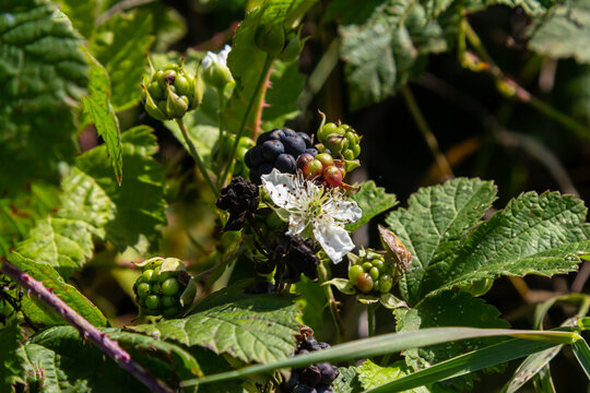 Close-up shot of the European dewberry Rubus caesius growing in the forest with maturing, ripe fruits in bright sunlight