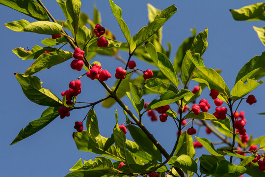 European Spindle Euonymus europaea in park. Red Cascade An autumnal close up image of the deciduous shrub euonymus europaeus