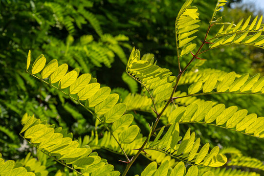 Close up of a Brown Robinia pseudoacacia Branches against a bright nature background