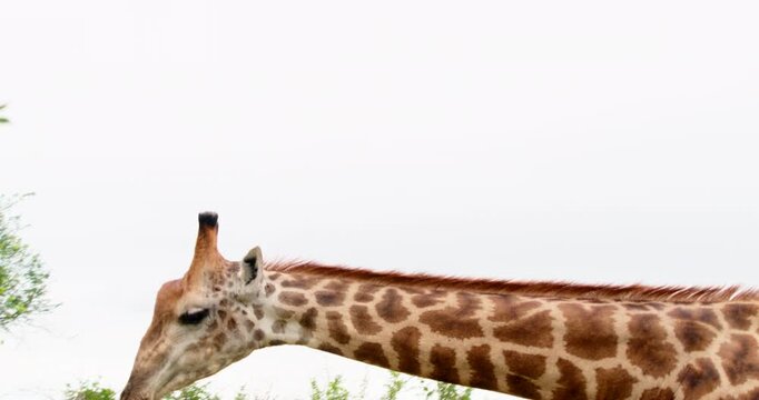 Medium shot of a graceful giraffe walking through the African savannah in Kruger National Park. Elegant wildlife safari footage capturing the slow, rhythmic gait of the world's tallest mammal.
