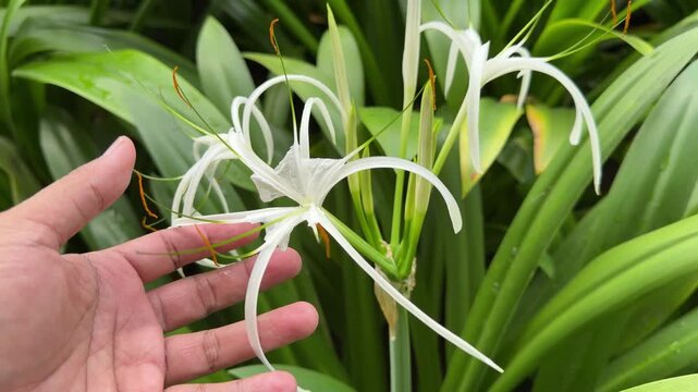 Hand gently holds a delicate white spider lily. Long, green leaves surround the flower. Water droplets cling to the foliage. The bloom's slender petals curve gracefully